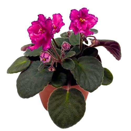 Harmony Foliage Buckeye Cranberry Sparkler African Violet Saintpaulia 4 inch