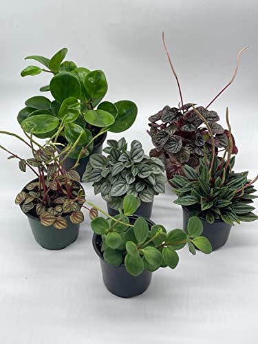 BubbleBlooms Peperomia Assortment Set, 6 Different peperomias in 4 inch pots Grower's Choice May Include Watermelon, Marble, Ripple, Rosso