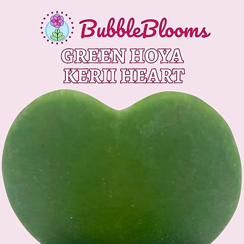 BubbleBlooms Green Hoya Kerrii Heart in a 2 inch Pot Sweetheart Mother's Day Plant