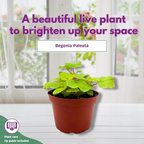 Harmony Foliage Begonia Paleata, 6 inch Green Large Leaf Rhizo Rhizomatous