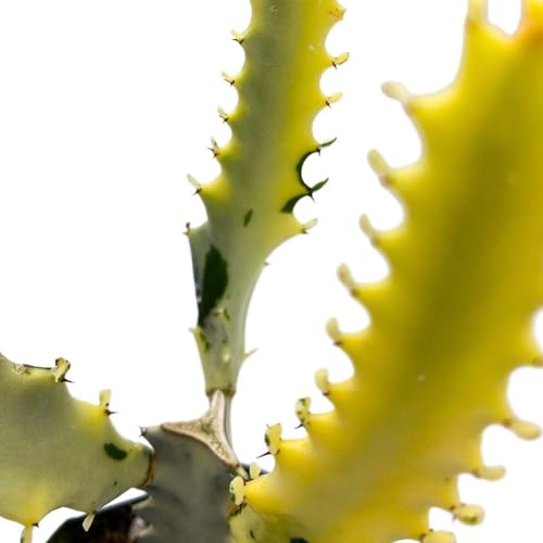 BubbleBlooms Ghost Variegated Euphorbia Trigona, 2.5 inch, White African Milk Tree, Albino Cactus