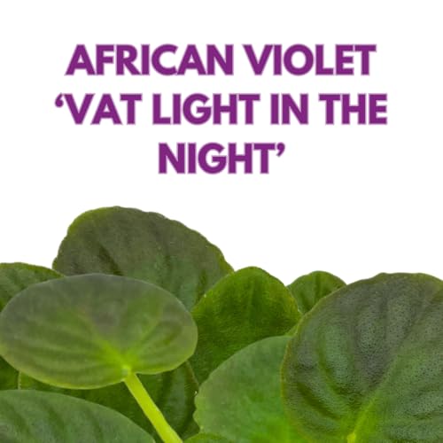 Harmony Foliage African Violet VaT Light in The Night 4 inch Blue Flower White Edge