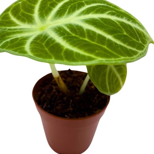 BubbleBlooms Alocasia Ninja, 2 inch Rare Alocasia Black Velvet Ninja Starter Tiny Mini Pixie Plants