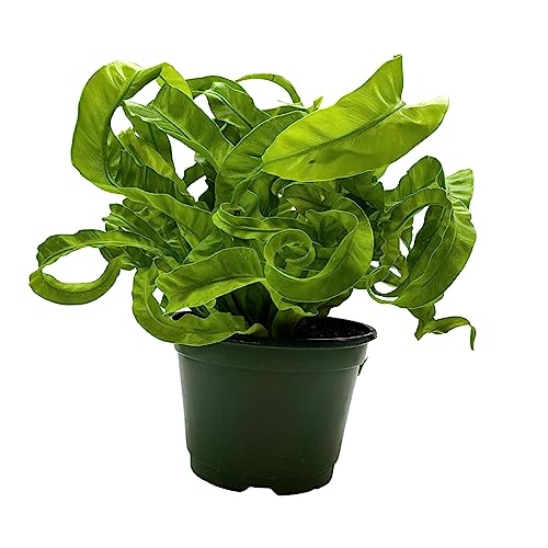 BubbleBlooms Hurricane Fern, Asplenium Antiquum VITASPHUR, Bird's nest Fern in 6 inch Pot