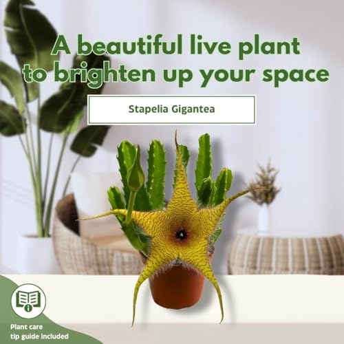 BubbleBlooms Stapelia gigantea, Giant Starfish Flower, Rare Huernia, Zulu Carrion Giant Plant, 4 inch Pot