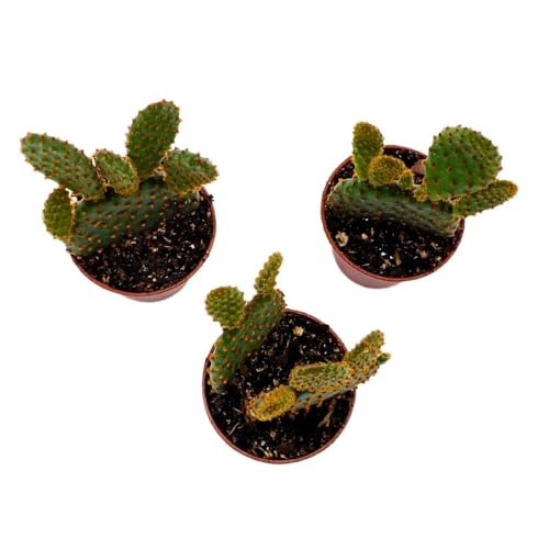 BubbleBlooms Red Bunny Ears Cactus, 2 inch Set of 3, Opuntia microdasys, Angel's Wings Tiny Mini Pixie Plants