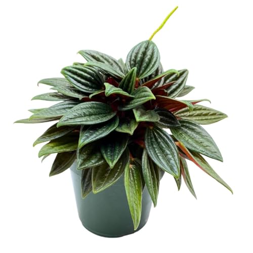 BubbleBlooms Peperomia Rosso in a 4 inch Pot Radiator Plant Caperata