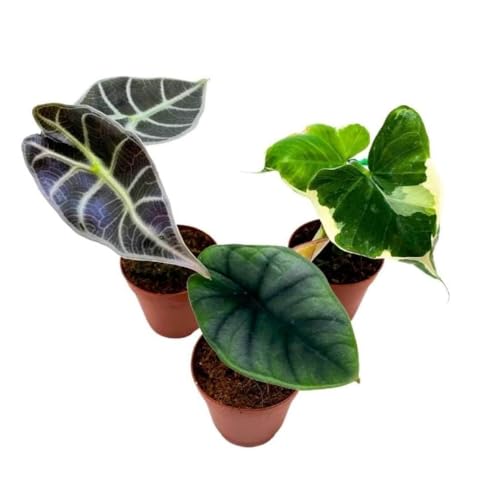 BubbleBlooms Rare Alocasia Assortment, 2 inch Set of 3, Jewel, Jacklyn, Cuprea Pixie Plants