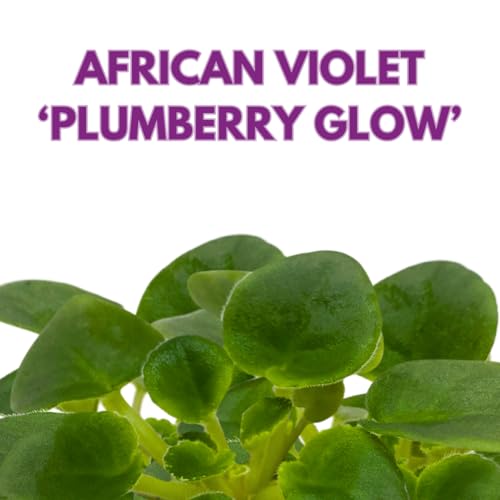 Harmony Foliage Mini African Violet Plumberry Glow 2 inch White Purple Flower