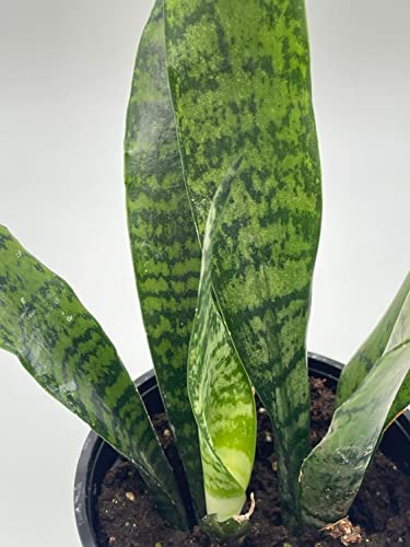 BubbleBlooms Green Snake Plant in a 4 inch Pot All-Green Dracaena trifasciata, Cow's Tongue, Lengua de Vaca