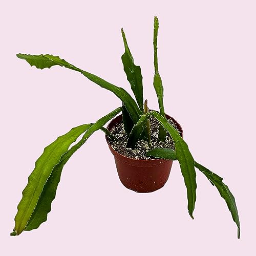 BubbleBlooms Epiphyllum Orchid Cactus in a 4 inch Pot Disocactus ackermannii,