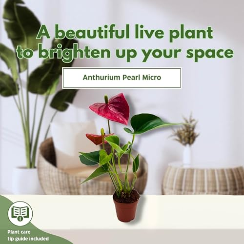 BubbleBlooms Anthurium Pearl Micro Champion 2 inch Dark Red Flower