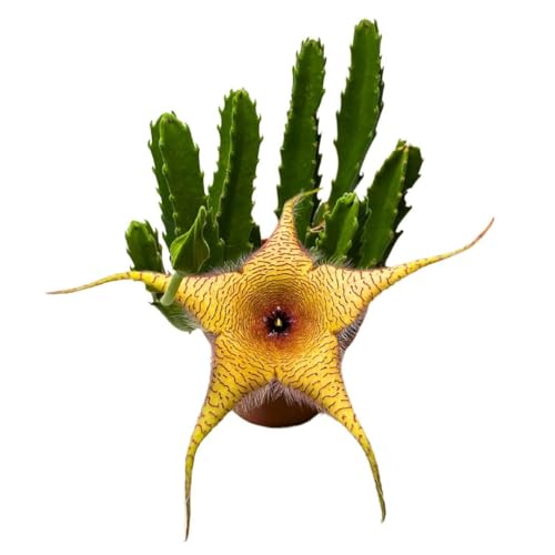 BubbleBlooms Stapelia gigantea, Giant Starfish Flower, Rare Huernia, Zulu Carrion Giant Plant, 4 inch Pot