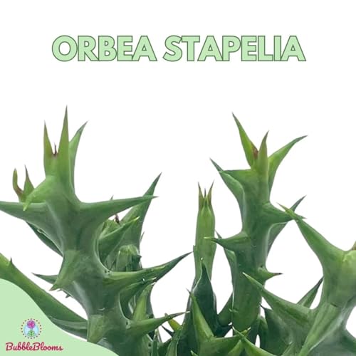 BubbleBlooms Orbea Stapelia Schweinfurthii, 4 inch Rare Orange Flowering Huernia