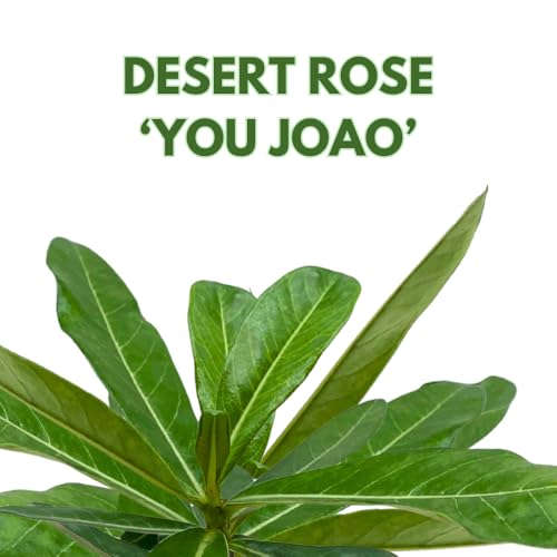 BubbleBlooms Desert Rose You Joao in a 4 inch Pot Extremely Rare Flower