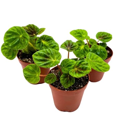 Harmony Foliage Peperomia Emerald Ripple Dark Green, 2 inch Set of 3, Pep Caperata