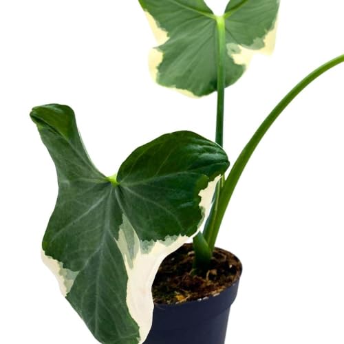 BubbleBlooms Alocasia Variegated Mickey Mouse Xanthosoma Variegata in a 4 inch Pot