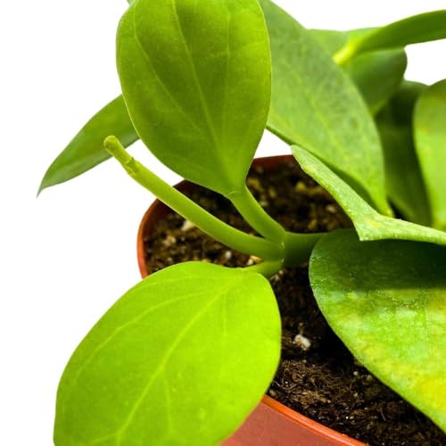 BubbleBlooms Hoya Pachyclada, 4 inch Rare Exotic Indoor House Wax Plant