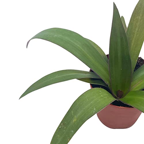 BubbleBlooms Green Moses in The Cradle in a 2 inch Pot Tradescantia spathacea Tiny Mini Pixie Plant