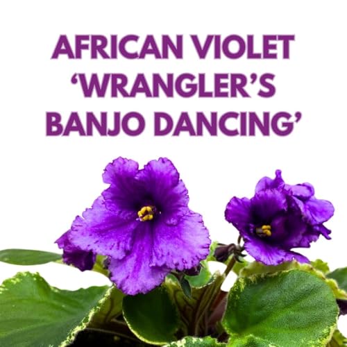 Harmony Foliage African Violet Wrangler's Banjo Dancing 4 inch