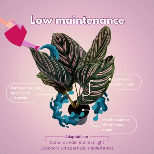 BubbleBlooms Calathea Ornata, Pinstripe Plant, Zebra Plant, Cathedral Plant, Peacock Plant in 2 inch Pot