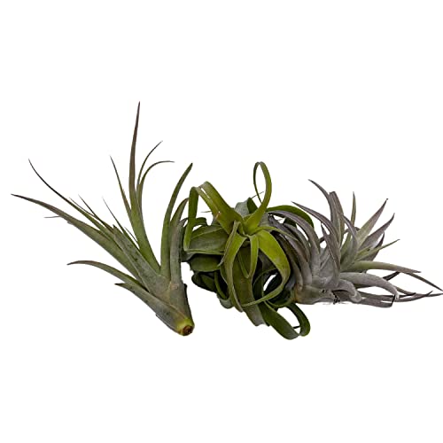 BubbleBlooms Medium Tillandisa Assorment, Set of 3 Medium-Sized Bare-Root airplants Ready to Mount and Grow
