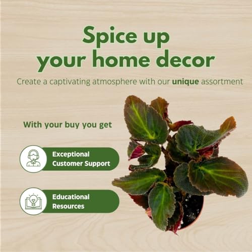 BubbleBlooms Begonia Brazillian Lady Angel Wing 2 inch