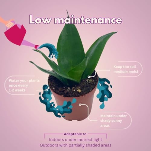 BubbleBlooms Black Dragon Snakeplant in a 2 inch Pot All Green Snake Plant