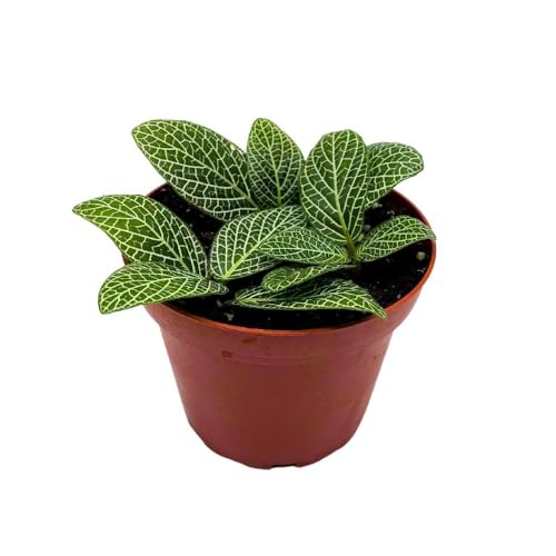 Harmony Foliage Fittonia albivenis 4 inch Nerveplant Jewel Plant, Green White Mosaic Nerve Plant, Silver Threads