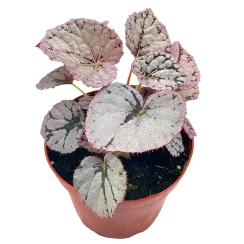BubbleBlooms Harmony's Silver Dollar Begonia Rex, 4 inch
