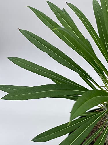 BubbleBlooms Madagascar Palm Pachypodium Lamerei 6 inch