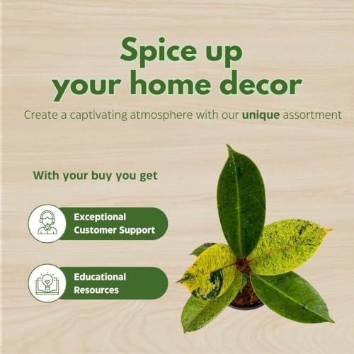 BubbleBlooms Ficus Moonshine Shivereana in a 4 inch Pot Variegated Rubberplant