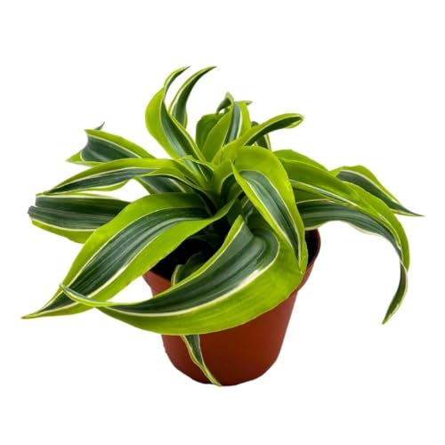 BubbleBlooms Dracena Lemon Surprise 4 inch deremensis, Lemon Lime fragans