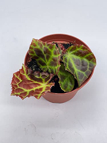 BubbleBlooms Harmony's Begonia Rajah in a 4 inch Pot Extremely Rare Homegrown Exclusive