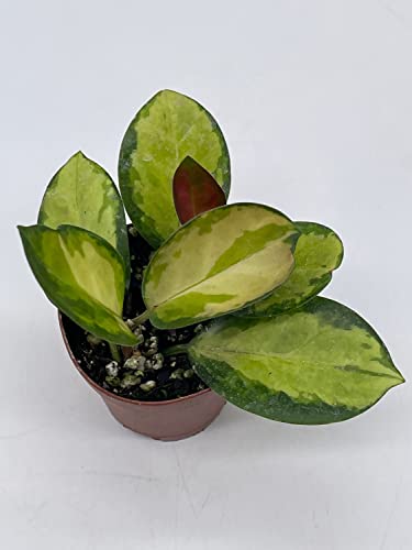 BubbleBlooms Variegated Hoya Australis in a 2 inch Pot, Live Rooted Potted Rare Succulent