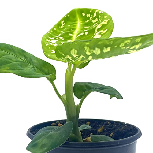 BubbleBlooms Dieffenbachia Reflector in a 4 inch Pot Dumb Cane House Plant Variegated