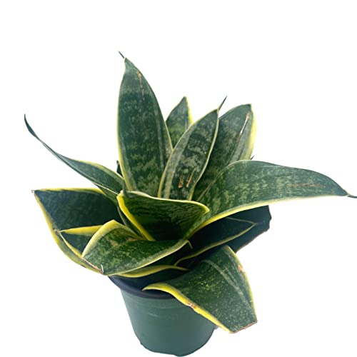 BubbleBlooms Black Gold Snakeplant in a 4 inch Pot Green and Yellow Snake Plant, Variegated Sansevieria trifasciata