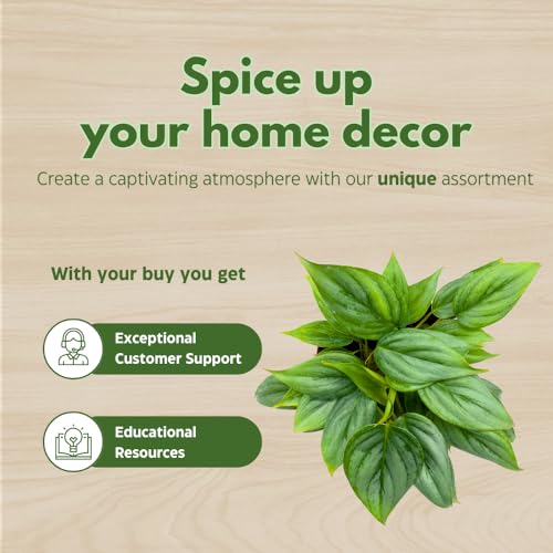 BubbleBlooms Philodendron Assortment in 4 inch Pots Set of 3