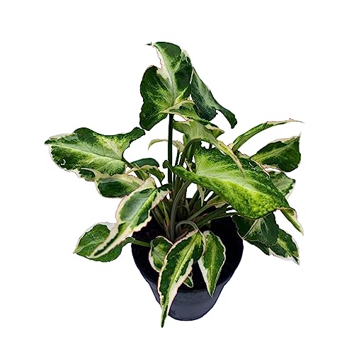 BubbleBlooms Starlite Syngonium, Zebrina, Raggedy Anne in 4 inch Pot