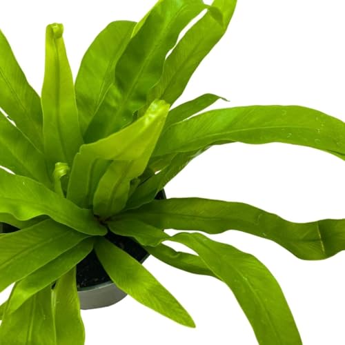 BubbleBlooms Bird Nest Fern, Nidus, 4 inch Asplenium Nidus, Bird's Nest