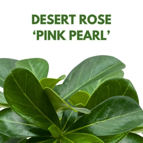 BubbleBlooms Desert Rose Pink Pearl in a 4 inch Pot Extremely Rare Flower