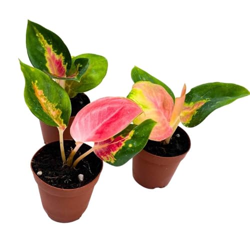 BubbleBlooms Aglaonema Red King 2 inch Set of 3 Tiny Mini Pixie Plants