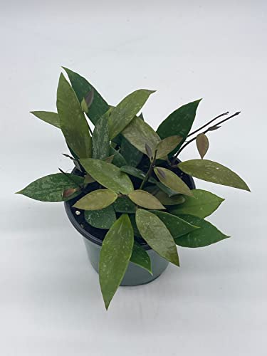 BubbleBlooms Hoya Gracilis, Rare Limited Live Plant, in 4 inch Pot