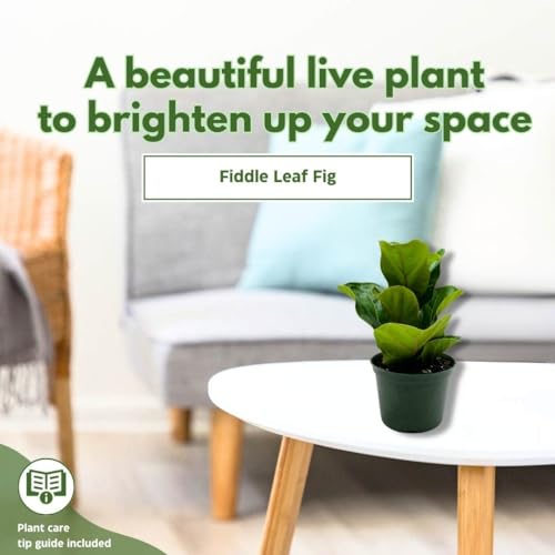 BubbleBlooms Fiddle-Leaf Fig, Ficus lyrata, Banjo Fig in 6 inch Pot