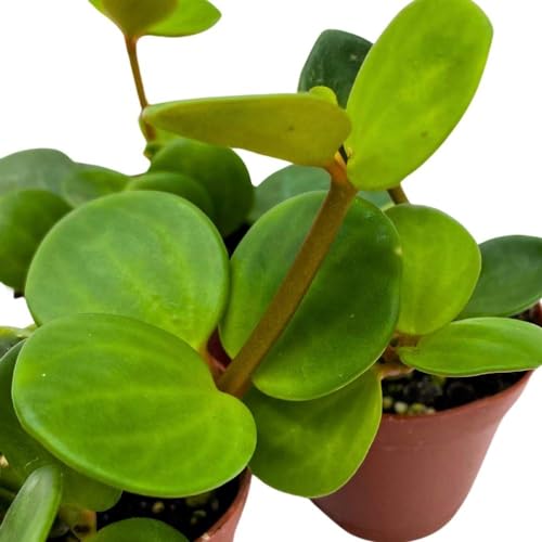 BubbleBlooms Peperomia Hope, 2 inch Set of 3, tetraphylla Tiny Mini Pixie Plants
