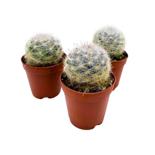 BubbleBlooms Powder Puff Cactus 2 inch Set of 3 Mammillaria bocasana White Yellow Crown of Flowers Tiny Mini Pixie Plants