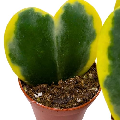 BubbleBlooms Variegated Hoya Kerrii, 2 inch Set of 3, Sweetheart Plant Valentine Tiny Mini Pixie Plants