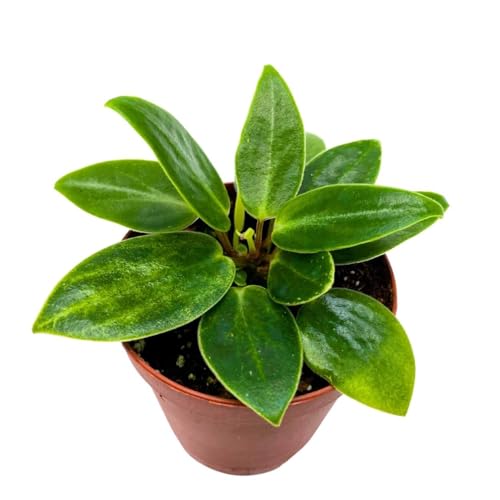 Harmony Foliage Peperomia Maculosa in a 2 inch Pot Spotted Stalked pep Monster peperomia