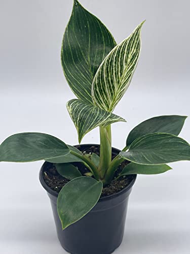 BubbleBlooms Philodendron Birkin in a 4 inch Pot White Wave, Mermaid's Tail