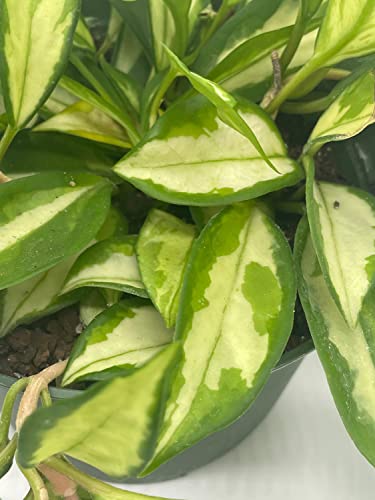 BubbleBlooms Hoya Exotica Krimson Princess, Variegated Tricolor Carnosa, 6 inch Pot